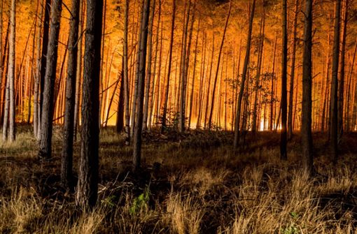 2018 gab es einen Großbrand in einem Wald in Brandenburg. Das könnte sich wiederholen. (Archivbild) Foto: imago images/Marius Schwarz/Marius Schwarz, via www.imago-images.de