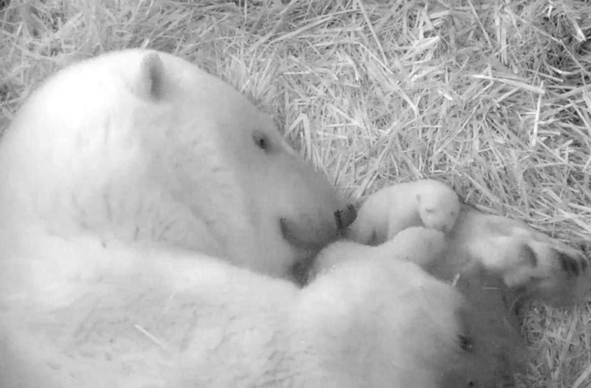 Eisbären-Nachwuchs im Rostocker Zoo Foto: dpa/Zoo Rostock