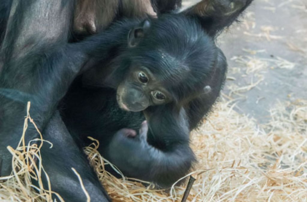 Sie wurde nicht einmal ein halbes Jahr alt: Das Bonobo-Baby Koseka aus der Stuttgarter Wilhelma.