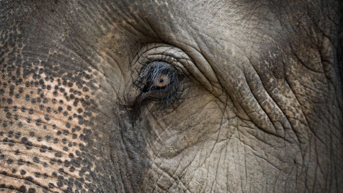 Elefant in Tiktok-Video misshandelt –  860 Euro Bußgeld