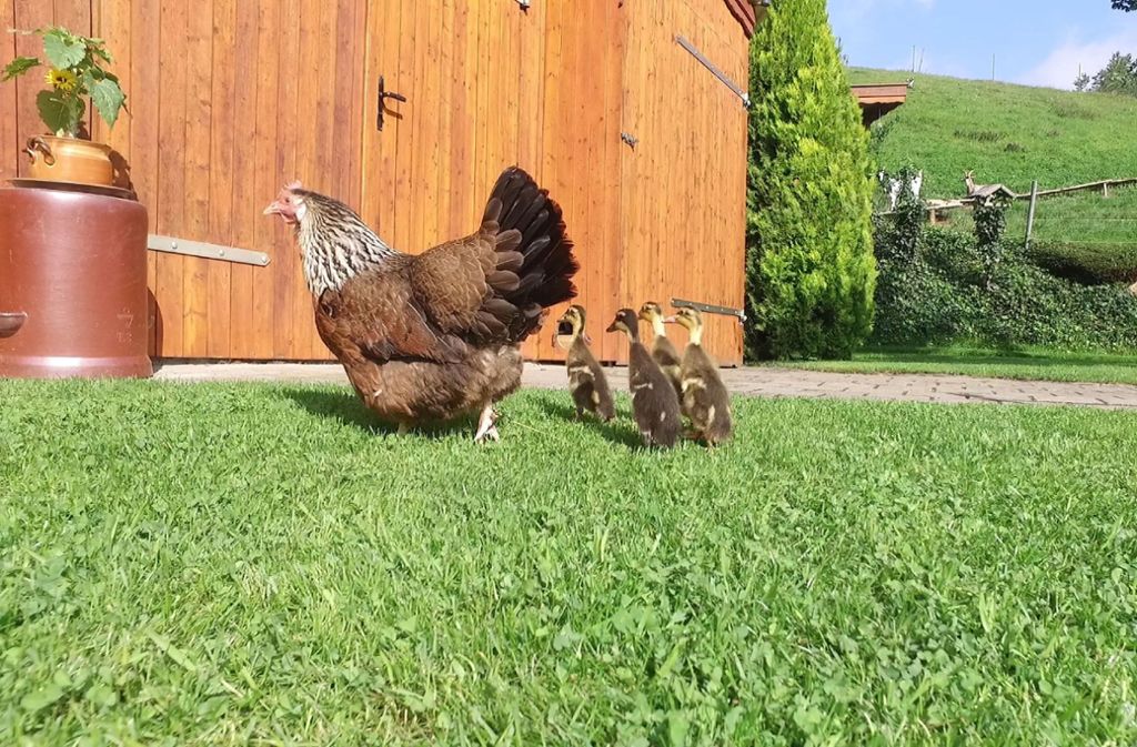 Die vier akzeptieren das Huhn als Mutter...