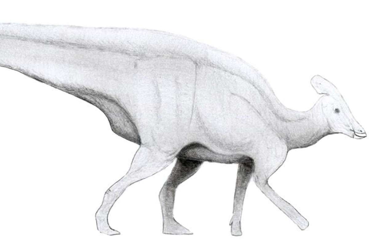 Zeichnung eines Tlatolophus galorum: Der Dinosaurier lebte während der späten Kreidezeit in Nord- und Mittelamerika.