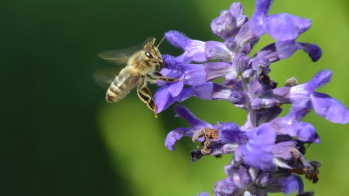 Wie geht es Bienen nach dem nass-kalten Jahr 2021?