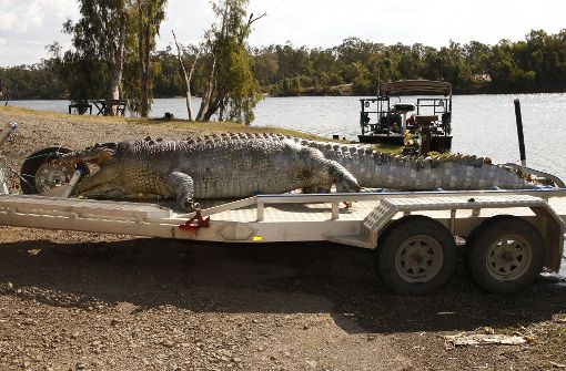 Ein 5,2 Meter großes Krokodil ist in Australien erschossen worden. Foto: AFP