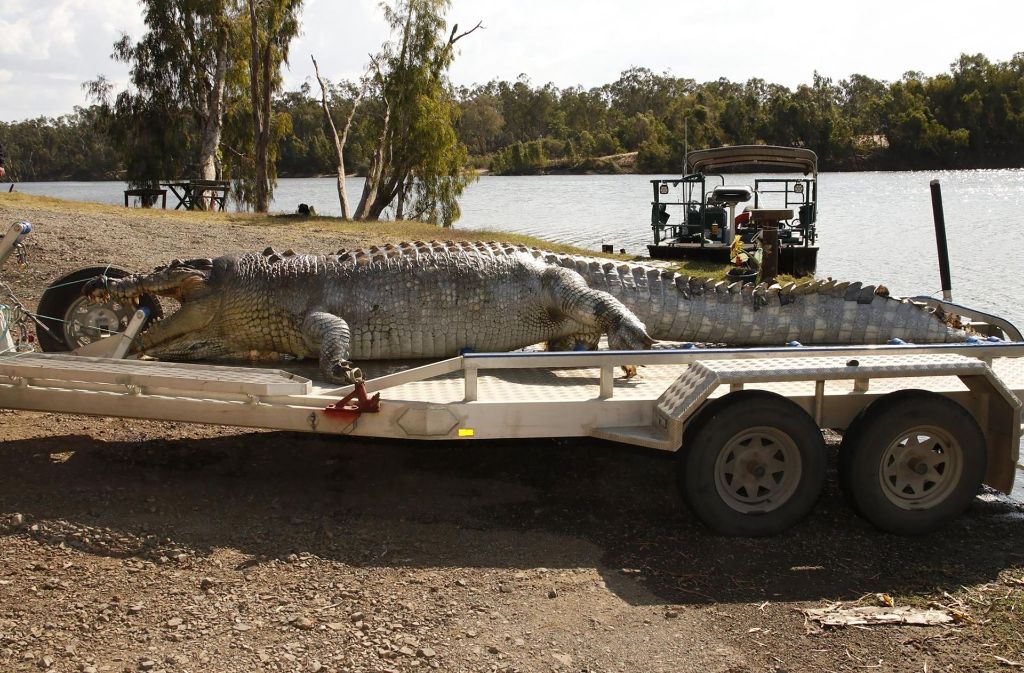 Ein 5,2 Meter großes Krokodil ist in Australien erschossen worden.