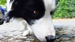 Anwohner wegen Giftködern für Hunde alarmiert