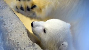 Knuffiges Eisbärenbaby zeigt sich