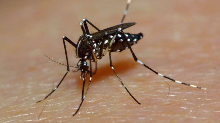 RKI-Chef warnt vor Ausdehnung von Mücken und Zecken