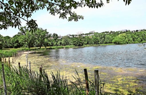 Neue Wasserpflanzen am Max-Eyth-See verdrängen Algen und sorgen für mehr Sauerstoff im See. Foto: Iris Frey