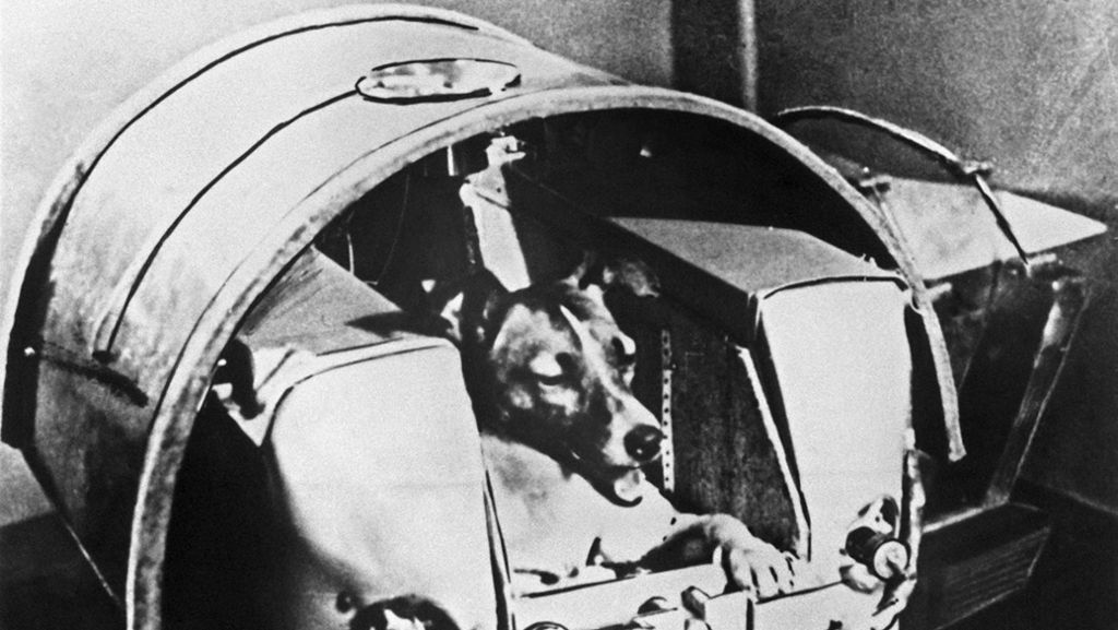 Vor 60 Jahren flog Hündin Laika ins All: Tierische Weltraum-Pioniere
