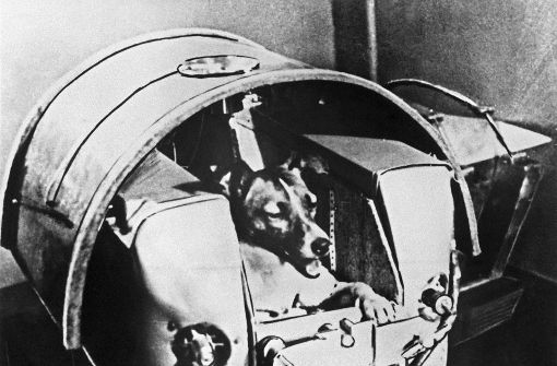 Die damals zweijährige Mischlingshündin Laika bei Tests in der Druckkabine. Die Hündin flog im November 1957 mit der sowjetischen Rakete Sputnik II ins All. Foto:  
