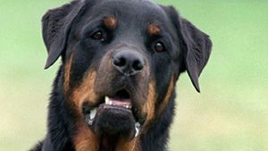 Ein Rottweiler: Diese Rasse gilt nicht als Kampfhund. Trotzdnm werden immer wieder Beißattacken von Hunden dieser Rasse gemeldet. Foto: dpa