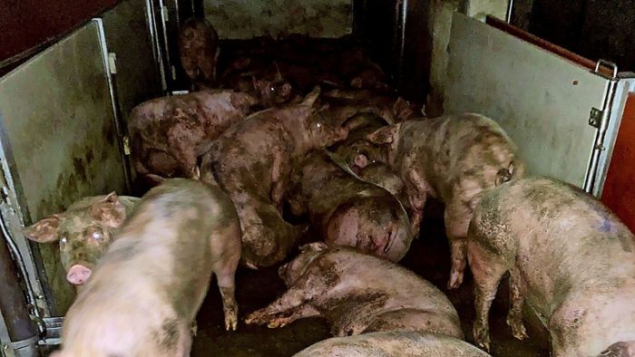 Wegen Tierquälerei –   Gärtringer Schlachthof in Kritik