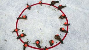 Schneckenrennen im englischen Congham. Die Teilnehmer sind mit Nummern auf rotem Punkt. markiert Foto: Picture-Alliance /Photoshot