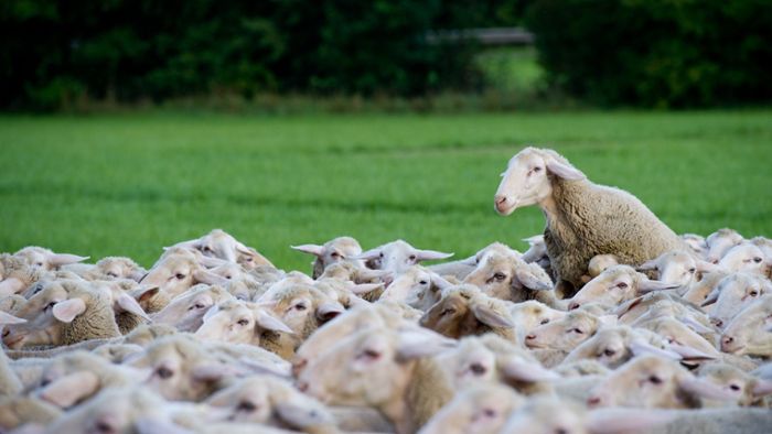 Polizei rettet Schafe vor Erstickungstod im Zaun