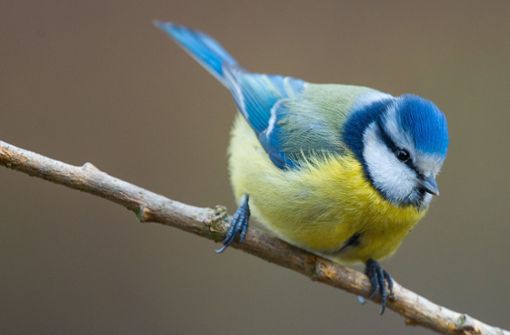Oft wirke es, als hätten die Vögel Atemprobleme, Augen, Schnabel und Teile des Federkleids seien verklebt. (Symbolbild) Foto: dpa/Patrick Pleul
