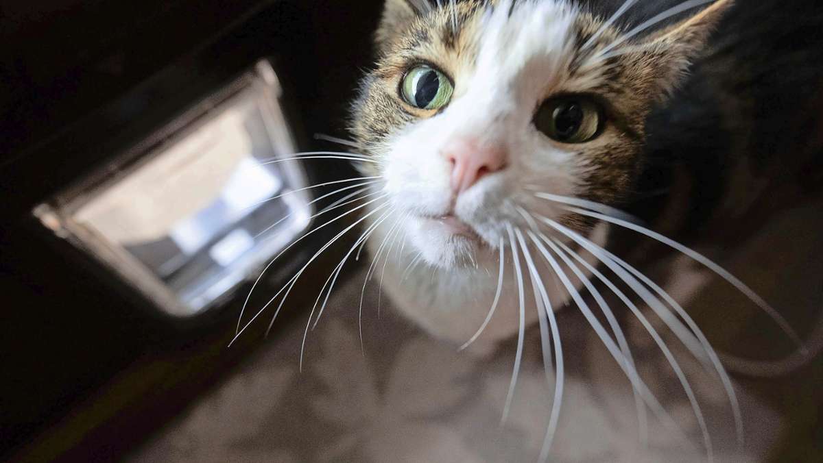 Bedrohte Haubenlerche: Walldorfer Katzenknast endet mit Bruterfolg