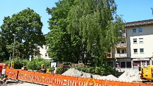 Die hohen Bäume am Wiesbadener Platz werden weichen müssen. Foto: Oliver von Schaewen