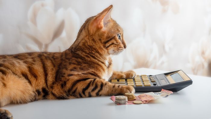 Wie viel kostet eine Katze im Monat?