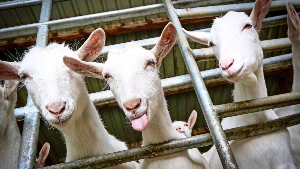 Besuch auf dem Bioland-Hof Binder: Der größte Ziegenkindergarten der Region