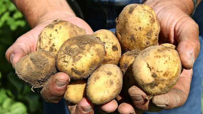 Das Klima heizt den Kartoffeln zunehmend ein