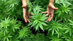 Dem Angeklagten wird vorgeworfen, Marihuana angebaut und weiterverkauft zu haben. (Symbolbild) Foto: dpa