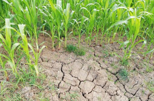 Am Rand eines Maisfeldes im bayerischen Ahorntal ist der Boden aufgrund der Trockenheit rissig geworden. Foto: dpa/Kathrin Zeilmann