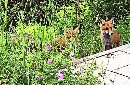 Die Kaltentaler Fuchsfamilie traut sich sogar auf die Terrasse. Foto: privat