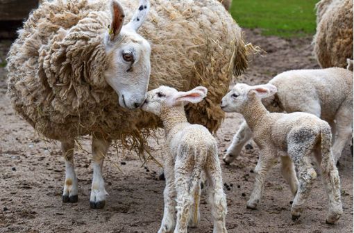 Pünktlich zu Ostern sind Lämmer in der Wilhelma geboren. Im Bild die Boder-Leicester Schafe mit Ohren wie Osterhasen. Foto: Wilhelma