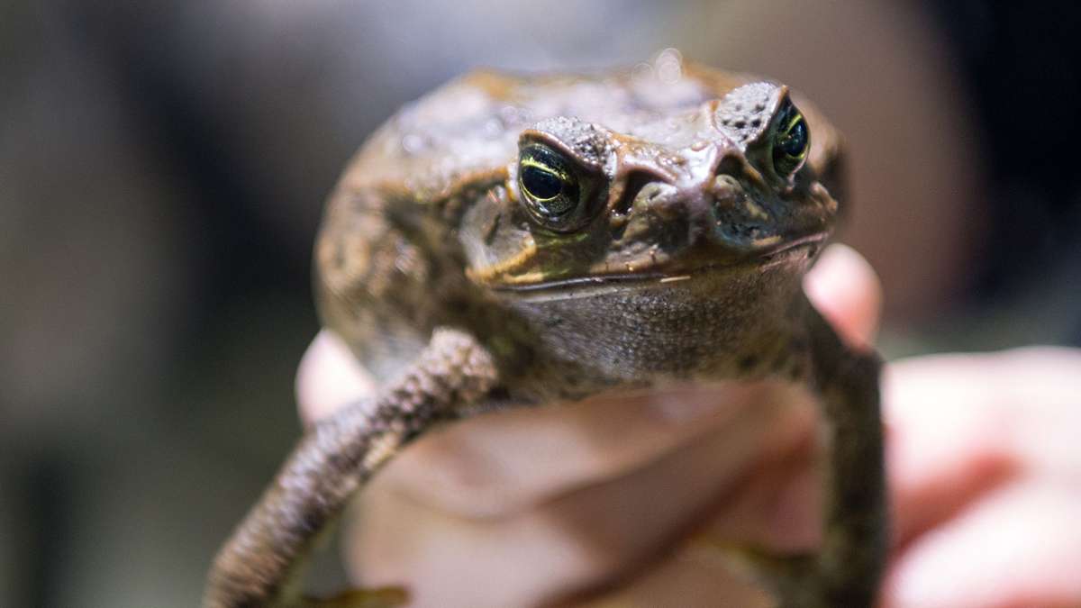 Ulm University warns of dangerous trend: licking toads for a drug high