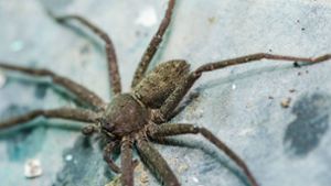 Frau entdeckt große Spinne in Auto – Polizei rückt an