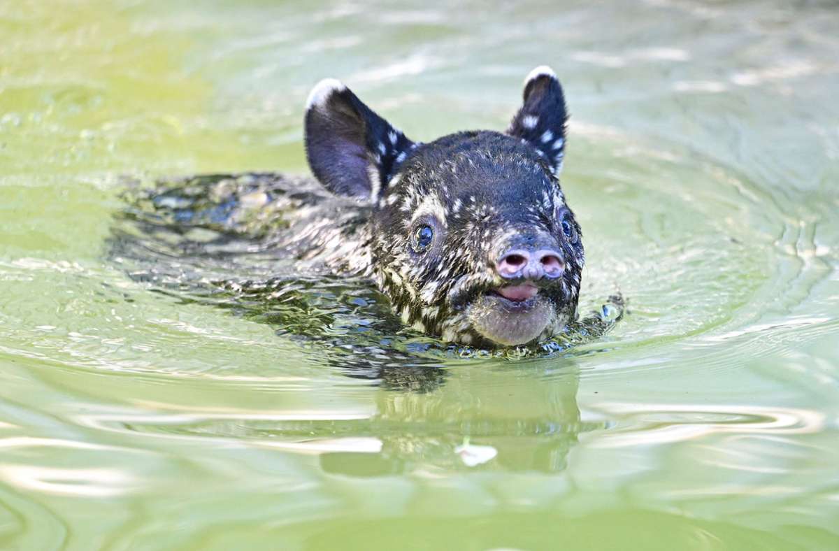 Der kleine Schabrackentapir nahm bei seinem ersten Ausflug ins Freigehege gleich ein Bad.