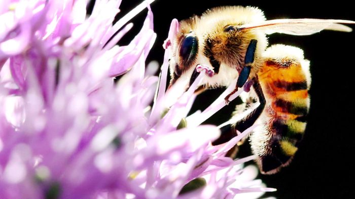 Regierung beschließt mehr Insektenschutz und neues Tierwohl-Logo