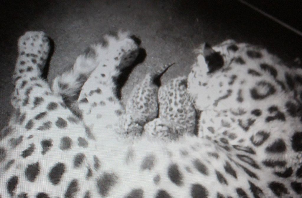 Nachbarn der Tigerbabys: Die kleinen Amurleoparden-Zwillinge