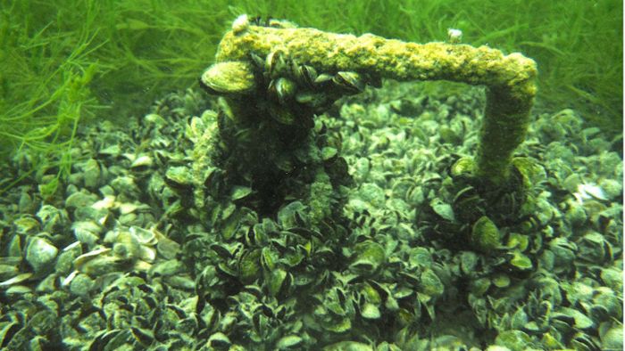 Erschreckende Studie: Die Quaggamuschel holt sich den kompletten Bodensee