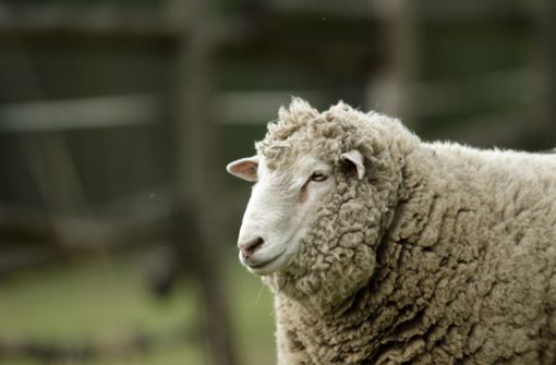 Das Schaf ließ sich nicht von den Gleisen locken. (Symbolfoto) Foto: IMAGO/YAY Images/IMAGO/TSpider