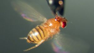 Winzig klein, aber ganz schön lästig: Fruchtfliegen sind echte Plagegeister. Foto: dpa