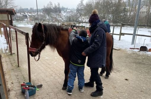 Das   Islandpferd Prenna ist Mikaels Lieblingspferd. Foto:  