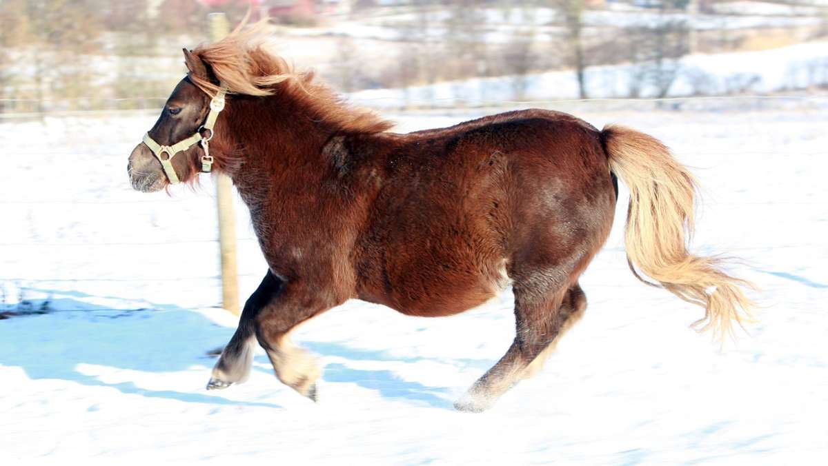 Thüringen: 81-Jähriger soll sich an trächtiger Pony-Stute vergangen haben