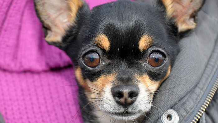 Chihuahua beißt Dreijährige ins Bein