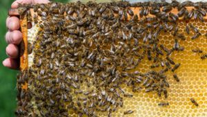 Die Bienen samt Behausung waren von einem Tag auf den anderen verschwunden. Foto: dpa-Zentralbild