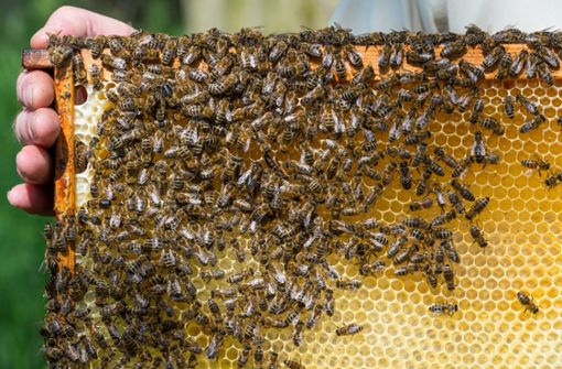Die Bienen samt Behausung waren von einem Tag auf den anderen verschwunden. Foto: dpa-Zentralbild