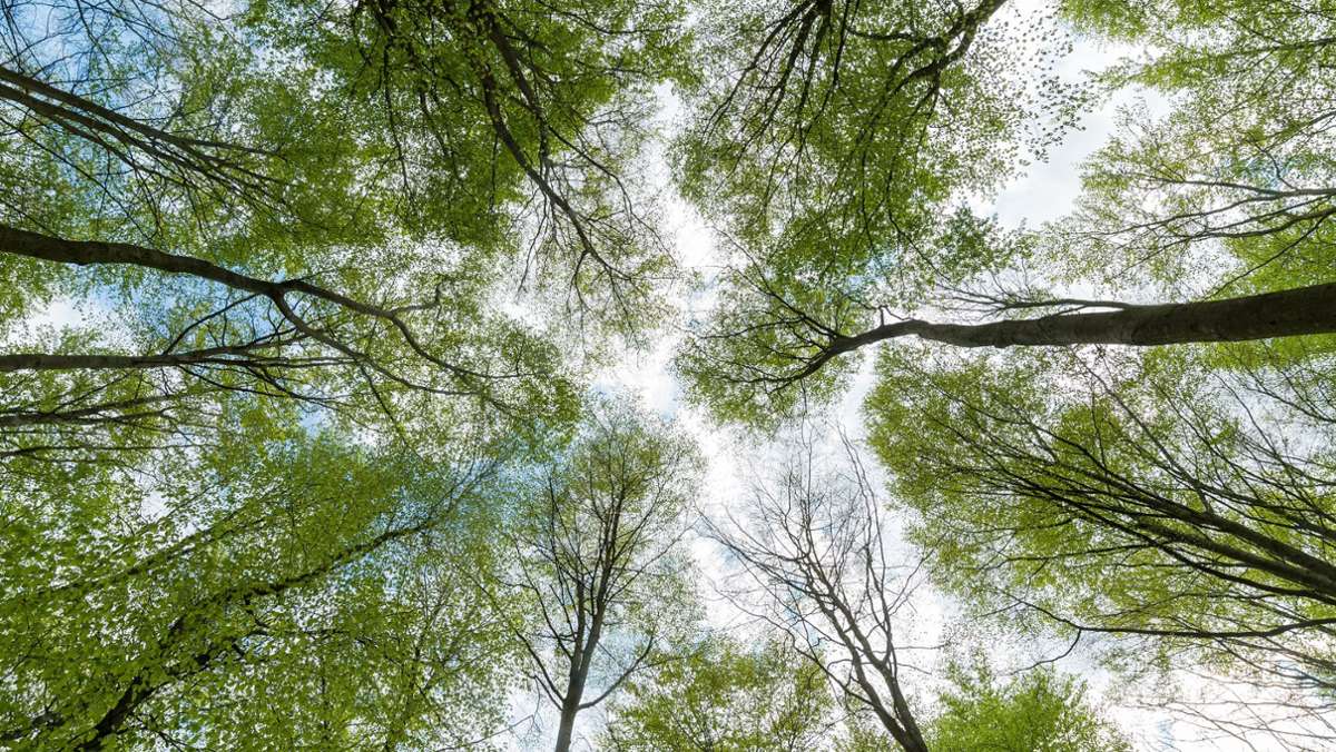 Klimaschutz Kornwestheim: Stadt Kornwestheim verschenkt Bäume