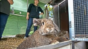 Veterinäramt rettet 100 Kaninchen aus Keller