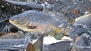 Ein Unbekannter hat einen Karpfen gefischt und liegen gelassen. Foto: dpa