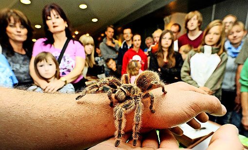 Auf Tuchfühlung mit Tarantula: in der Stadthalle werden Spinnen aller Art gezeigt. Foto: Veranstalter