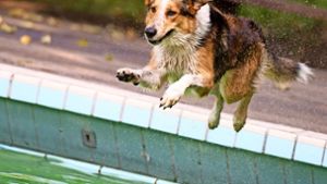 Missverständnisse um Hunde-Badetag