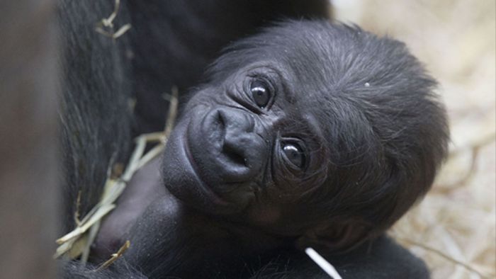 Gorillamädchen Milele erblickt das Licht der Welt