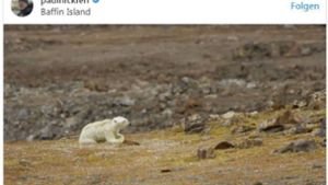 Erschreckendes Video zeigt verhungernden Eisbären