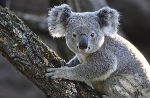 Vom Aussterben bedrohte Koalas: Die niedlichen Beuteltiere sind ein Symbol Australiens. Foto: Imago/Imagebroker